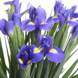 Ирис доставка цветов Ирис доставка цветов