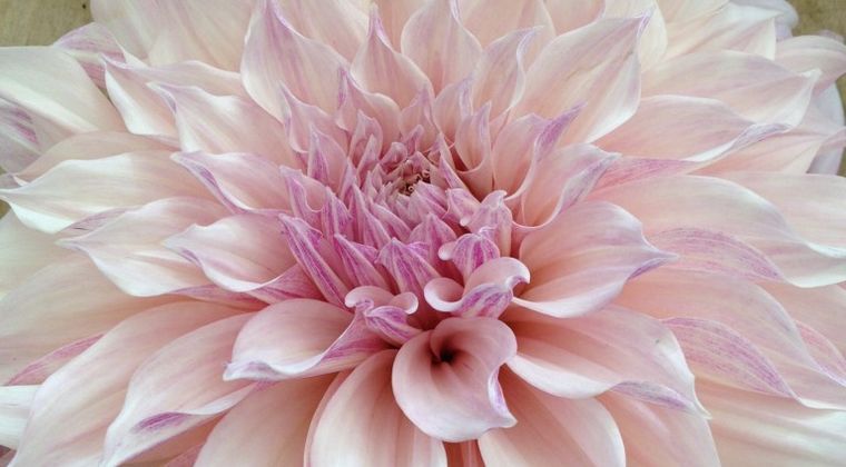Dahlias – favourite flowers of the summer