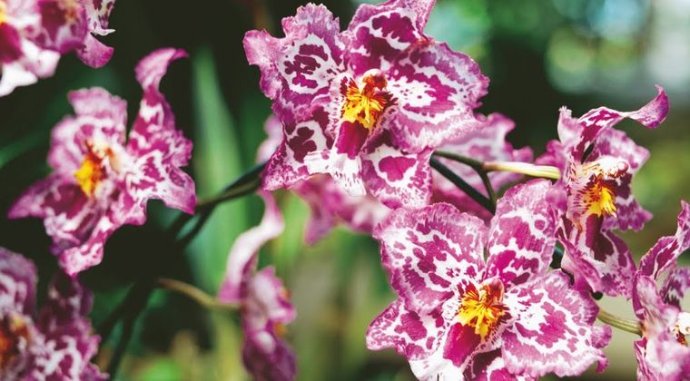 Сады у залива, Сингапур