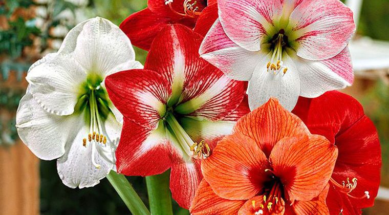 The Amaryllis Flower: Its Meanings & Symbolis