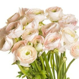 Ranunculus Hanoi Flower delivery