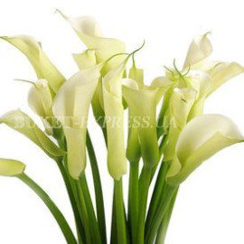 Каллы доставка цветов Каллы доставка цветов