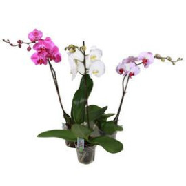 Орхидея микс доставка цветов Орхидея микс доставка цветов