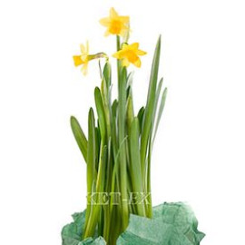 Нарцис в горщику доставка квітів