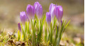 Весенние улыбки крокусов