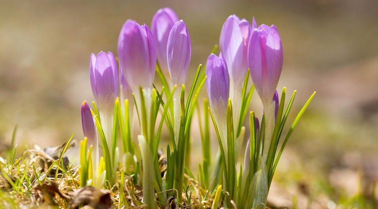 Весенние улыбки крокусов