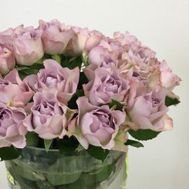 Rose Memmory Lane  Flower delivery