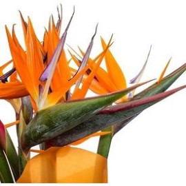 Strelitzia Flower delivery