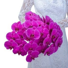 Delightful orchid Flower delivery Delightful orchid Flower delivery