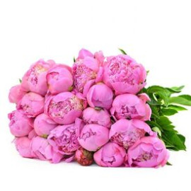 Пионы Розовые Голландия  доставка цветов