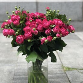 Spray rose Marvelous Bubbles Flower delivery  Spray rose Marvelous Bubbles Flower delivery