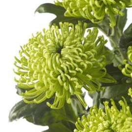 Chrysanthemum Shamrock Flower delivery