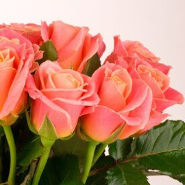 Rose Miss Piggy Flower delivery
