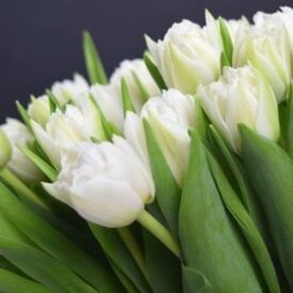 Тюльпан пионовидный белый доставка цветов