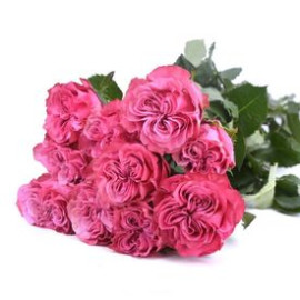 Rosa Country Blue Flower delivery Rosa Country Blue Flower delivery
