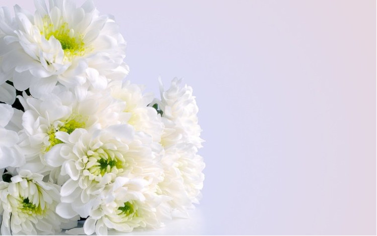 Chrysanthemum - flower of emperors