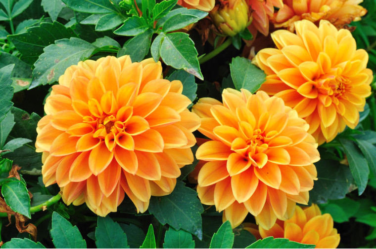 The magic of autumn flowers