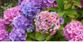 Прекрасная Гортензия