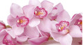 Орхидея - королевский цветок любви и нежности