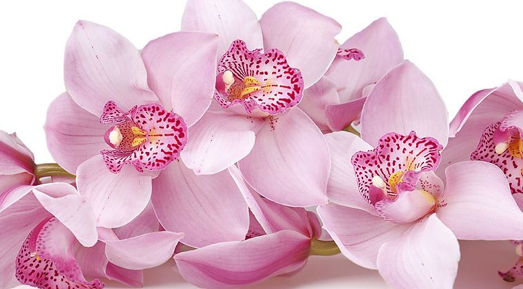 Orchid - the royal flower of love and tenderness