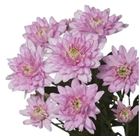 Chrysanthemum Вaltika 5 Flower delivery