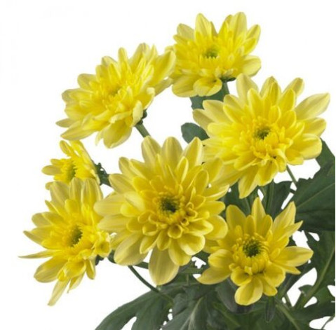 Chrysanthemum Вaltika 4 Flower delivery