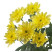 Chrysanthemum Вaltika Flower delivery foreshortening Chrysanthemum Вaltika 4 Flower delivery foreshortening