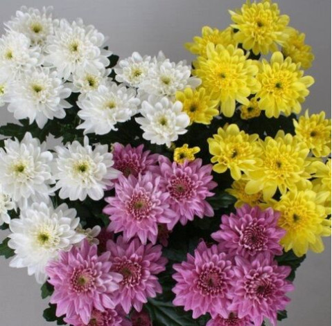 Chrysanthemum Вaltika 2 Flower delivery