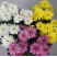 Chrysanthemum Вaltika Flower delivery foreshortening Chrysanthemum Вaltika 2 Flower delivery foreshortening