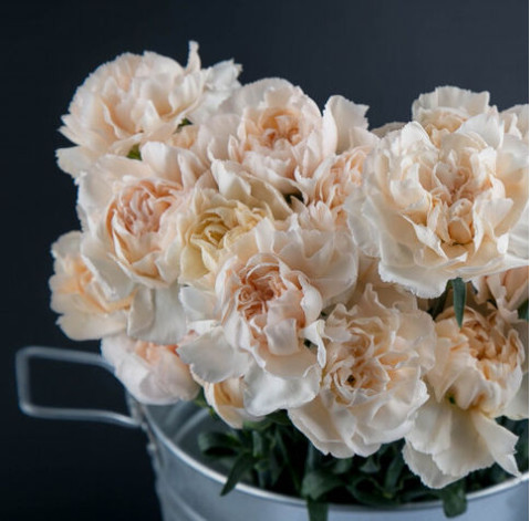 Гвоздика 5 доставка цветов