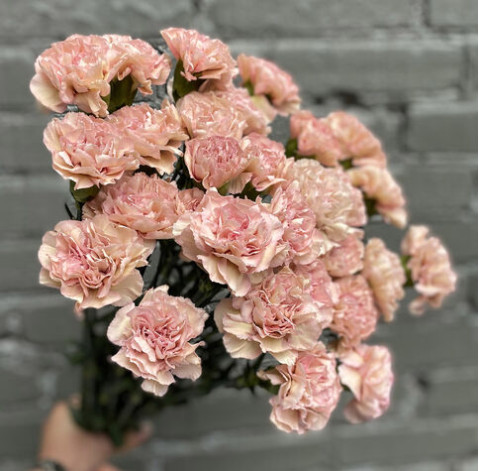 Гвоздика 4 доставка цветов