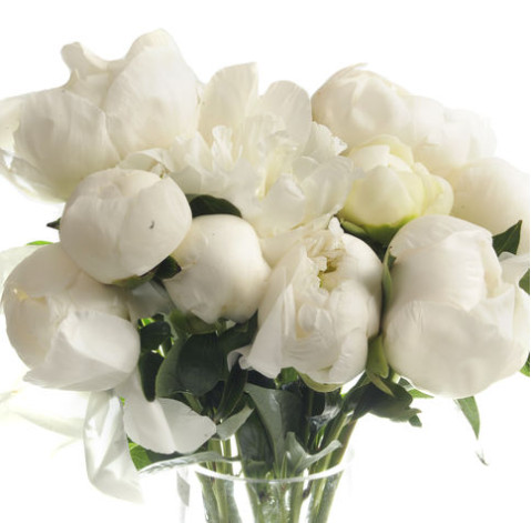 Півонія Біла Голандія 2 доставка квітів