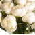 Півонія Біла Голандія доставка квітів ракурс Півонія Біла Голандія 3 доставка квітів ракурс