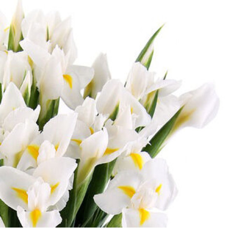 Ірис доставка квітів Ірис 3 доставка квітів