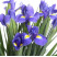 Ірис доставка квітів ракурс Ірис 1 доставка квітів ракурс