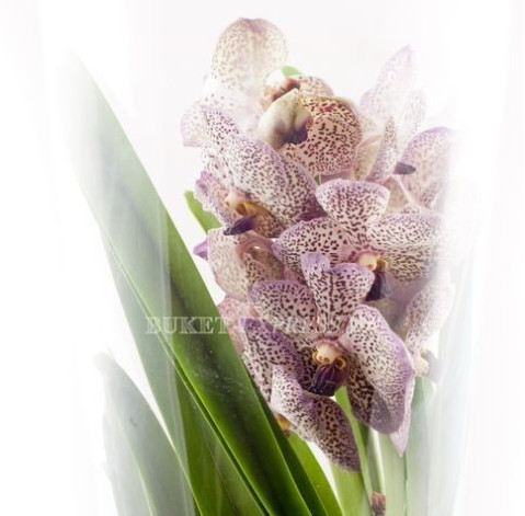 Орхідея у вазі 2 доставка квітів