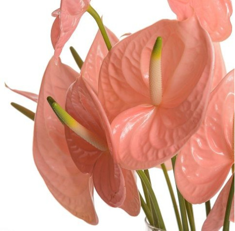 Anthurium 5 Flower delivery