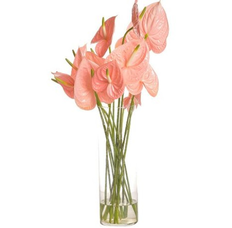 Anthurium 3 Flower delivery