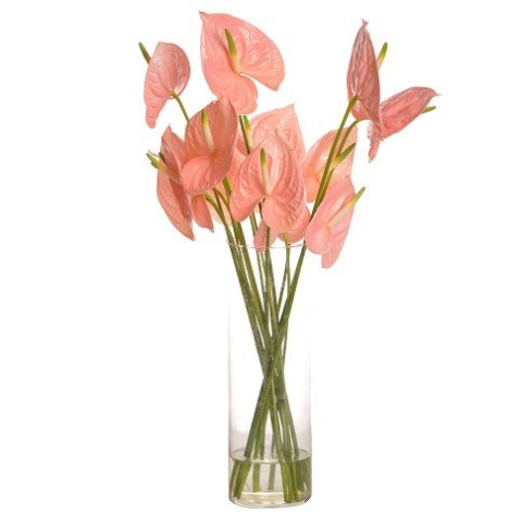 Anthurium 4 Flower delivery