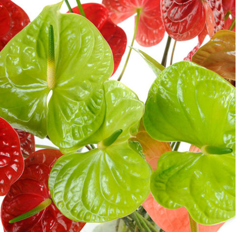 Anthurium 2 Flower delivery