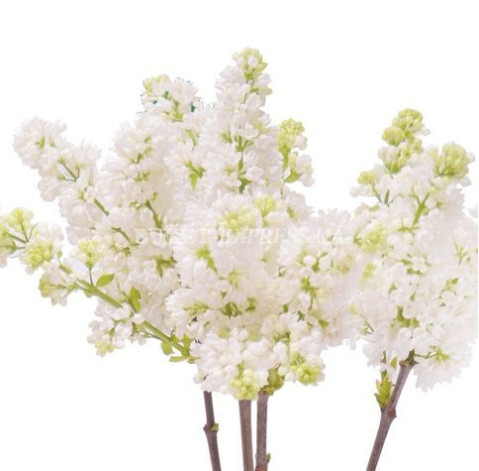 Сирень белая доставка цветов Сирень белая 5 доставка цветов