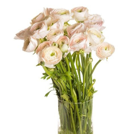 Ranunculus Hanoi 2 Flower delivery