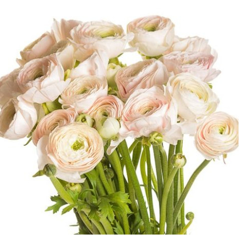 Ranunculus Hanoi 3 Flower delivery