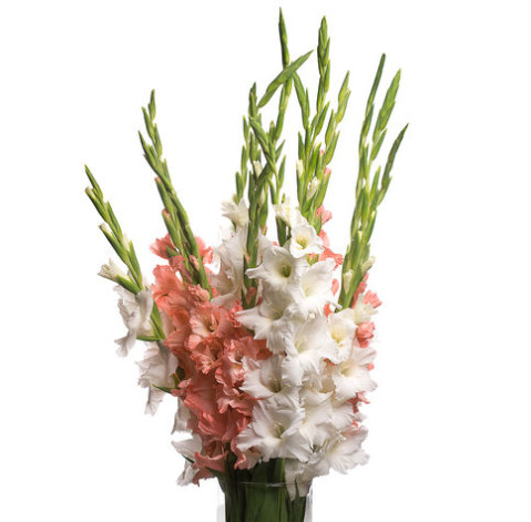 Гладиолус доставка цветов Гладиолус 6 доставка цветов