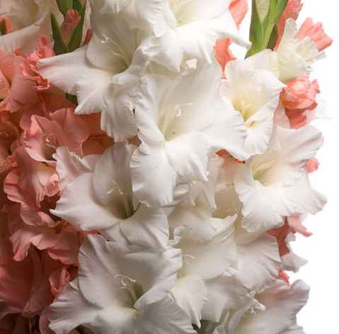Гладиолус доставка цветов Гладиолус 7 доставка цветов