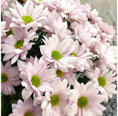 Chrysantemum Bacardi 3 Flower delivery