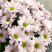 Chrysantemum Bacardi 3 Flower delivery foreshortening