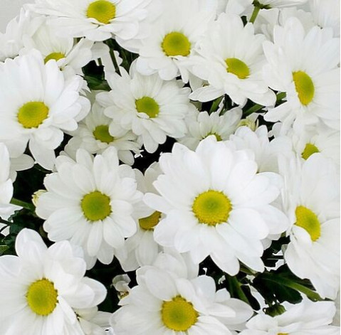 Chrysantemum Bacardi 2 Flower delivery