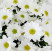Chrysantemum Bacardi 2 Flower delivery foreshortening