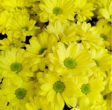 Chrysantemum Bacardi 4 Flower delivery